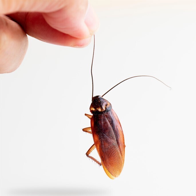 Hand holding a roach.