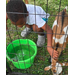 Boy with a goat.