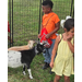 Medium sized goats in a pen with kids.